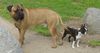 Boston Terrier Foto: Boston Terrier Gwynn mit seinem (ID 31290) Boston Terrier Hund