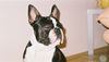 Boston Terrier Foto: Bassty (ID 8579) Boston Terrier Hund