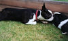 Boston Terrier Hund