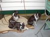Boston Terrier Foto: IHA Graz - Bakiro (BOB), Aramis u. Akira (ID 19422) Boston Terrier Hund