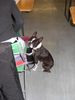 Boston Terrier Foto: IHA Graz - Bassty meint, das dauert heute schon sehr lange (ID 19425) Boston Terrier Hund