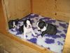 Boston Terrier Foto: H-Wurf v.d. Rottannen 4 Wo. alt (ID 23435) Boston Terrier Hund