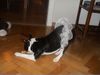 Boston Terrier Foto: Henry Oranjelust v.Hengstbachtal (ID 12224) Boston Terrier Hund