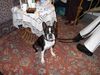 Boston Terrier Foto: Bassty von der Urlaken - BOB / Bundessiegerausstellung Tulln (ID 6768) Boston Terrier Hund