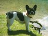 Boston Terrier