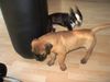 Boston Terrier Foto: ... im Trainingsraum.... (ID 20671) Boston Terrier Hund