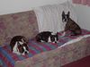 Boston Terrier Foto: Bossie-Familientreffen in Jenbach/Tirol (ID 31110) Boston Terrier Hund