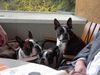 Boston Terrier Foto: Snoopy, Nelly und Gipsy genießen die Sonne Tirols (ID 31111) Boston Terrier Hund