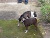 Boston Terrier Foto: Shirley und Madison in Tirol, wir kennen uns doch schon! (ID 31112) Boston Terrier Hund