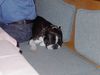 Boston Terrier Foto: Toni, der unauffälligste und geselligste Bossie in Tirol (ID 31113) Boston Terrier Hund