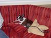Boston Terrier Foto: Nelly ist traurig, weil das Bossie Treffen zu Ende ist (ID 31114) Boston Terrier Hund
