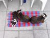 Boston Terrier Foto: Nelly, Gipsy u. Snoopy in Kitzbühel (ID 32719) Boston Terrier Hund