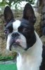 Boston Terrier Foto: Gwynn od Pulnocniho slunce am 3.9.2005 (ID 25169) Boston Terrier Hund