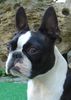 Boston Terrier Foto: Gwynn od Pulnocniho slunce am 3.9.2005 (ID 25196) Boston Terrier Hund