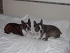 Boston Terrier Foto: Gipsy u. Snoopy im Hotel Jenbacherhof (ID 11837) Boston Terrier Hund