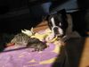 Boston Terrier Foto: Anthony mit seinen 4 Spielgefährten (ID 10492) Boston Terrier Hund