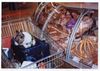Boston Terrier Foto: ....Frauerl, wo bist du, hier gibt es die Wurst.... (ID 18504) Boston Terrier Hund