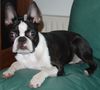 Boston Terrier Foto: Der Lehnenhund (ID 17383) Boston Terrier Hund