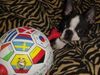 Boston Terrier Foto: Napoleon (ID 17265) Boston Terrier Hund
