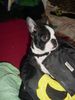 Boston Terrier Foto: Napoleon Oranjelust vom Hengstbachtal lebt in der Schweiz (ID 16660) Boston Terrier Hund