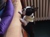 Boston Terrier Foto: Napoleon mit Schal (ID 16661) Boston Terrier Hund