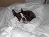 Boston Terrier Foto: Nelly im Bräuhotel in Lindau (ID 32718) Boston Terrier Hund