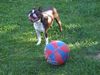 Boston Terrier Foto: Olivier v.d.Birkenheide und ihr Lieblingsball (ID 4037) Boston Terrier Hund