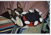 Boston Terrier Foto: Olivier v.d.Birkenheide und der kleine Marienkäfer (ID 4036) Boston Terrier Hund