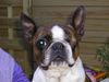 Boston Terrier Foto: Barroco´s Easy Maxine (ID 15797) Boston Terrier Hund