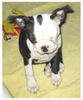 Boston Terrier Foto (ID 26742) Boston Terrier Hund