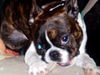 Boston Terrier Foto: gonzo (ID 32056) Boston Terrier Hund