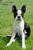 Boston Terrier Foto: Fotomodel (ID 12611) Boston Terrier Hund