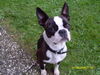 Boston Terrier Hund