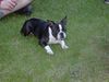 Boston Terrier Foto: Jopi v.Hengstbachtal alias SAM, der stolze Hotelier (ID 11888) Boston Terrier Hund