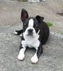 Boston Terrier Foto: Vicky zahnt, deshalb ist ein Ohr abgeklappt (ID 12051) Boston Terrier Hund