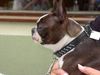 Boston Terrier Foto: Ich bin aufmerksam und wichtig (Shirley) (ID 3770) Boston Terrier Hund