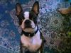 Boston Terrier Foto: Olander von der Birkenheide ist neugierig (ID 2342) Boston Terrier Hund