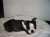Boston Terrier Foto: Madison Avenue übersiedelt bald nach Österreich (ID 16368) Boston Terrier Hund