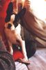 Boston Terrier Foto: Wer diesem Blick widerstehen? (Flo mit 17 Wochen) (ID 11998) Boston Terrier Hund