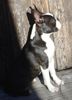 Boston Terrier Foto: Sonnenanbeter (ID 15558) Boston Terrier Hund