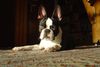 Boston Terrier Foto: Sonnenanbeter (ID 17763) Boston Terrier Hund