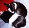 Boston Terrier Foto: Schwein muss man haben- Flo und Speedy (ID 11997) Boston Terrier Hund