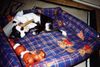 Boston Terrier Foto: Flo (Fabiola of King´s Castle) (ID 11995) Boston Terrier Hund