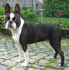 Boston Terrier Foto: CBD-Club-Jugend-Sieger 2005: Gwynn od Pulnocniho slunce,Mail: cui_bono@online.ms (ID 25486) Boston Terrier Hund