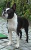 Boston Terrier Foto: Gwynn od Pulnocniho slunce am 3.9.2005 (ID 25168) Boston Terrier Hund