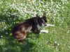 Boston Terrier Foto: Mein Garten, die Gänseblümchen und ICH (ID 3692) Boston Terrier Hund