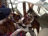 Boston Terrier Foto: Gipsy u.Shirley lieben sich innig (ID 3693) Boston Terrier Hund