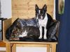 Boston Terrier Foto: Toni und sein Freund (ID 27328) Boston Terrier Hund