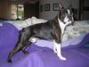 Boston Terrier Foto: .......soll ich die Decke entfernen, denkt sich Toni?!?! (ID 27329) Boston Terrier Hund
