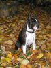 Boston Terrier Foto: Toni bewundert die Herbstlandschaft (ID 27327) Boston Terrier Hund